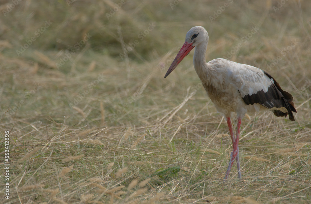 bird, weiß, tier, wild lebende tiere, natur, schnabel, bird, weiß, tier, wild lebende tiere, natur, schnabel,