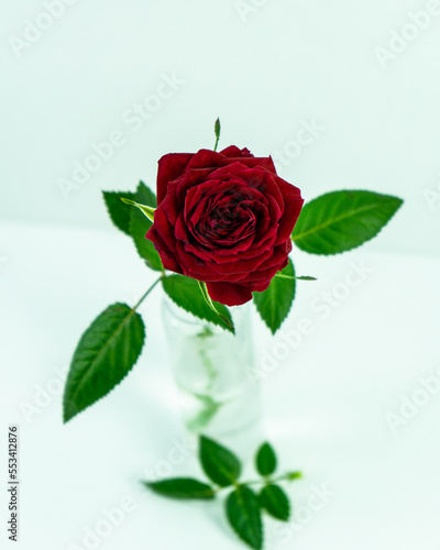 Fragrant red rose with leaves. Selective focus.