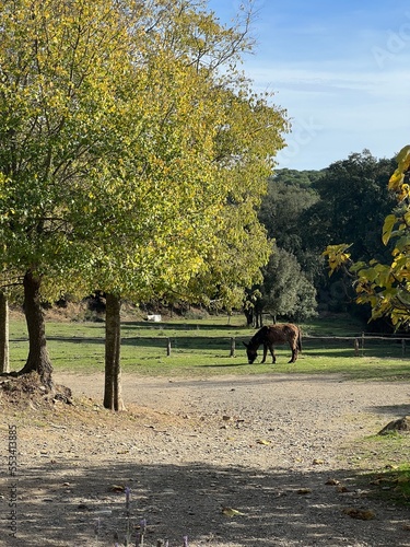 caballo en medio del prado