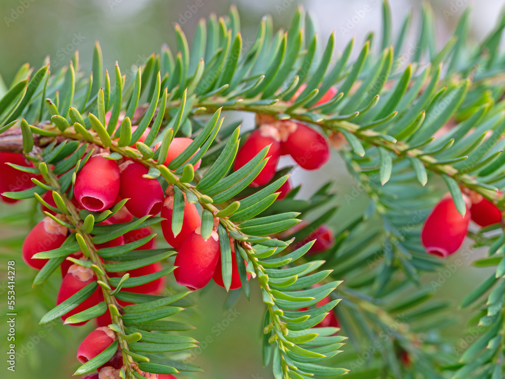 Obraz premium Früchte der Eibe in einer Nahaufnahme