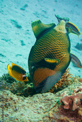 Beautiful Trigger Fish Triggerfish Swimming In The Red Sea In Egypt. Blue Water, Hurghada, Sharm El Sheikh,Animal, Scuba Diving, Ocean, Under The Sea, Underwater, Snorkeling, Tropical Paradise. 
