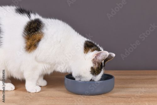 European shorthair cat eating food out of gray bowl