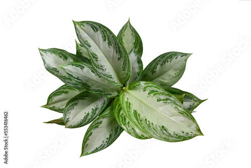 Top view of tropical 'Aglaonema Silver Bay' houseplant with silver pattern on white background photo