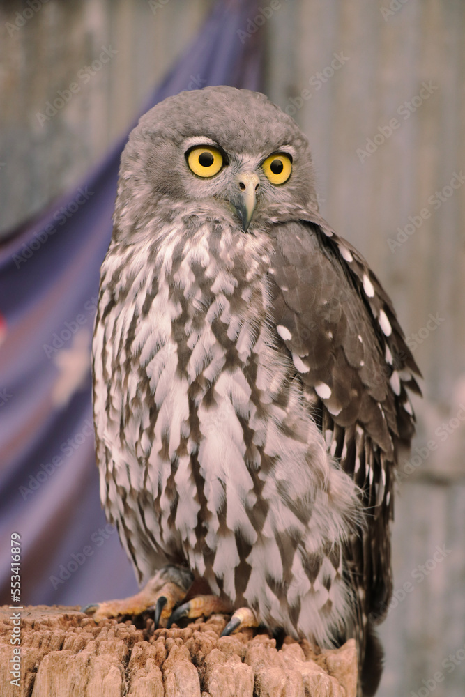 Fototapeta premium great horned owl