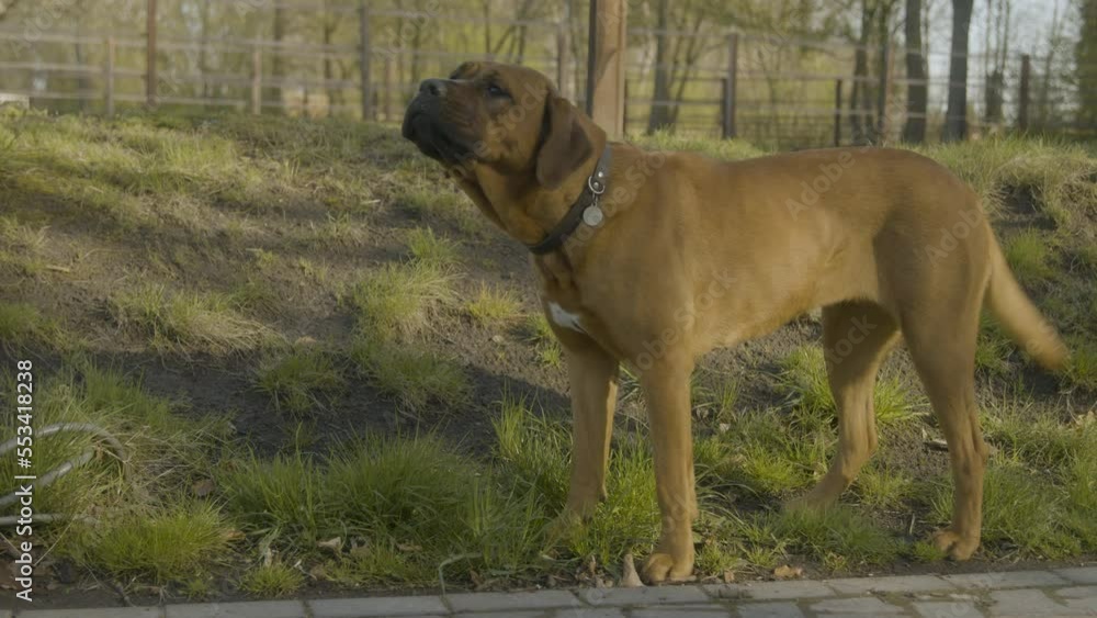 A dog standing outside in the sun, wagging it's tail A dog standing outside in the sun, wagging it's tail