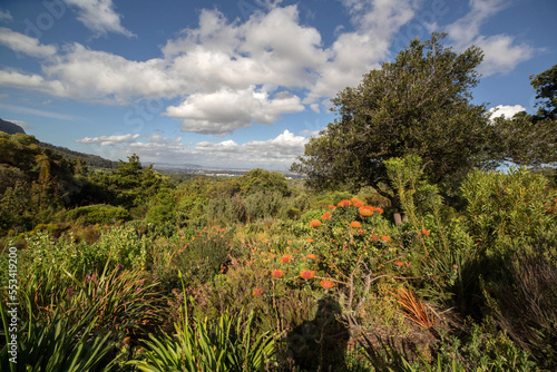 Cape Town Botanical Garden