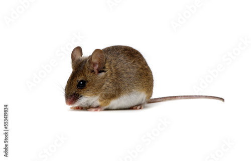 Wood mouse isolated on white