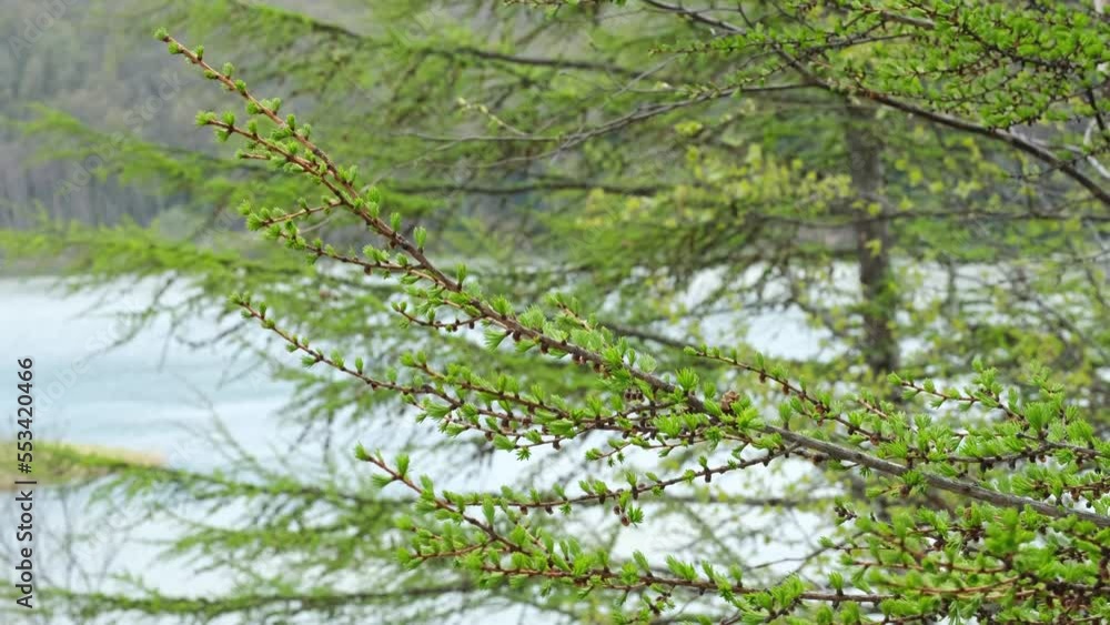 Larch branches sway in the wind against the background of the lake. Larch branches sway in the wind against the background of the lake.