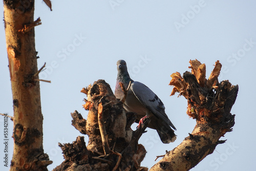 grey asian pigeon