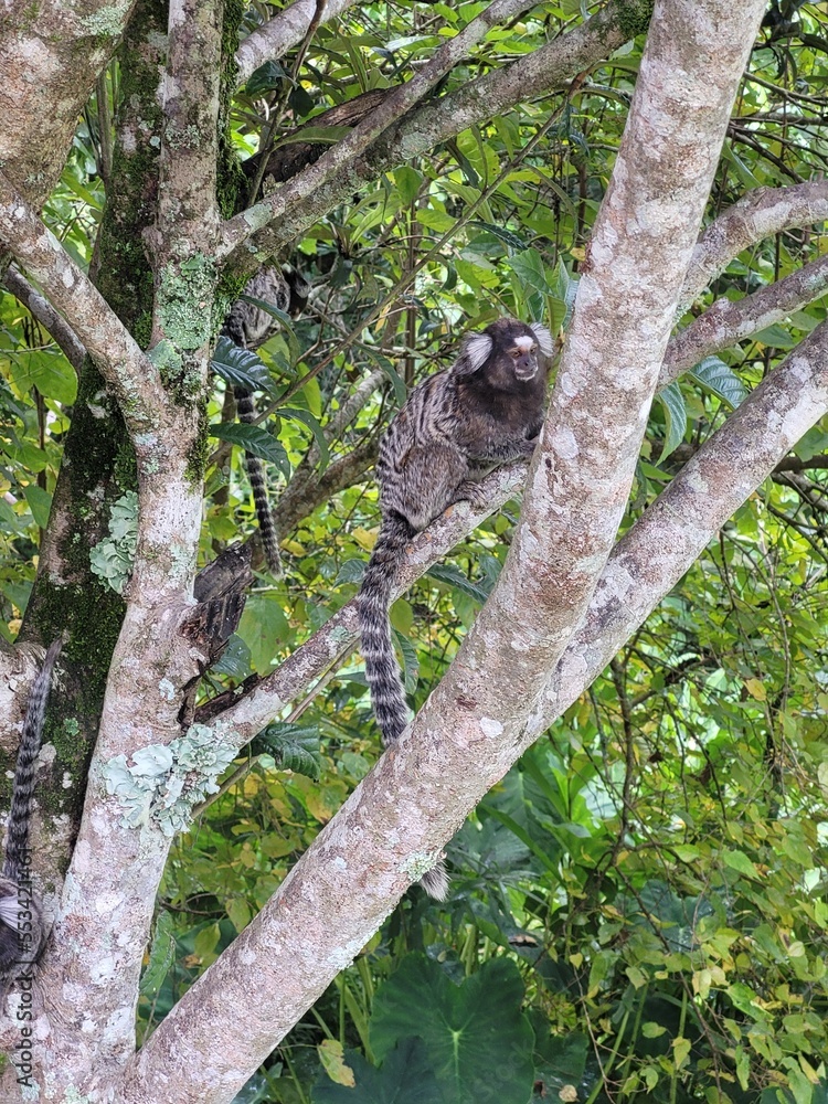 Fototapeta premium squirrel in tree