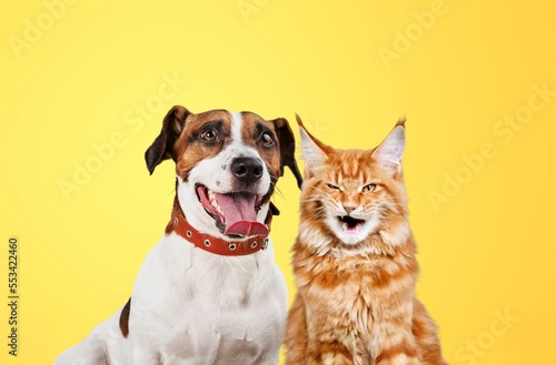 Cute cat and smart dog together