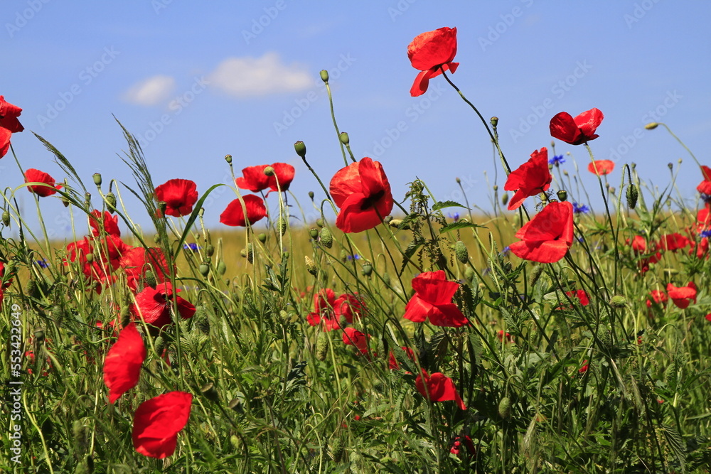 Obraz premium Mohnblumen auf einer Wiese im Biosphaerenreservat Rhön. Geise, Thueringen, Deutschland, Europa - Poppies in a meadow in the Rhoen biosphere reserve. Geise, Thuringia, Germany, Europe