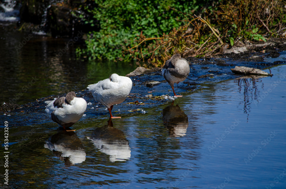 aquatic birds resting on some rocks in the river aquatic birds resting on some rocks in the river