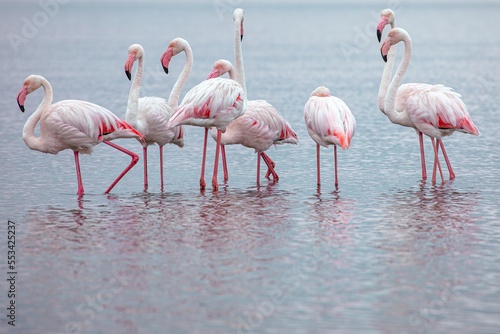 Namibia Flamingos. Group of Pink Flamingos Birds near Walvis Bay  the Atlantic Coast of Namibia  Africa. 