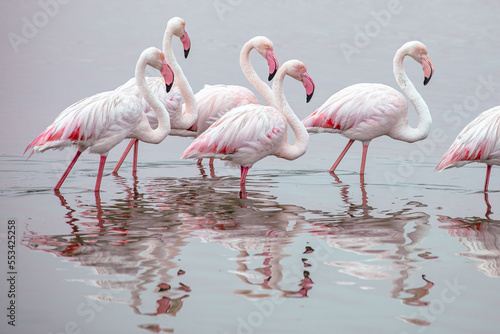 Namibia Flamingos. Group of Pink Flamingos Birds near Walvis Bay  the Atlantic Coast of Namibia  Africa. 