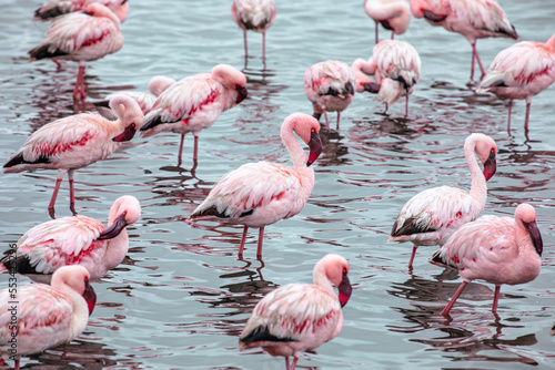 Photography Namibia Flamingos