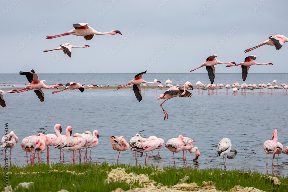 Namibia Flamingos. Group of Pink Flamingos Birds near Walvis Bay, the Atlantic Coast of Namibia, Africa. 