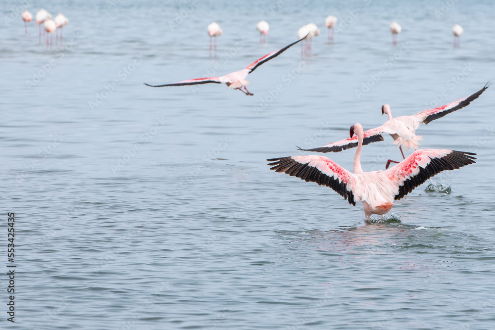 Fototapeta premium Namibia Flamingos. Group of Pink Flamingos Birds near Walvis Bay, the Atlantic Coast of Namibia, Africa. 