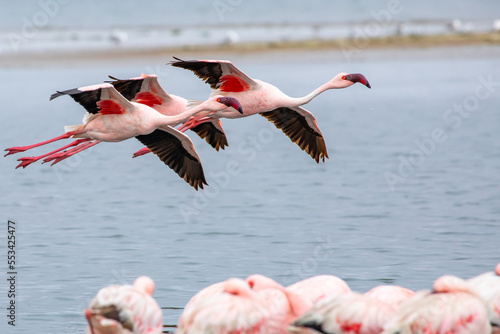 Namibia Flamingos. Group of Pink Flamingos Birds near Walvis Bay, the Atlantic Coast of Namibia, Africa. 