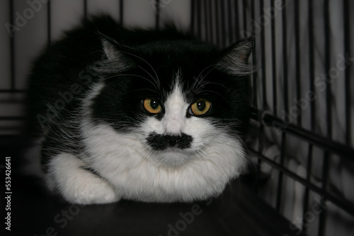Portrait of a beautiful black and white cat with orange eyes and a black spot under the nose in the form of a black mustache. Funny cat with black whiskers. Close-up.