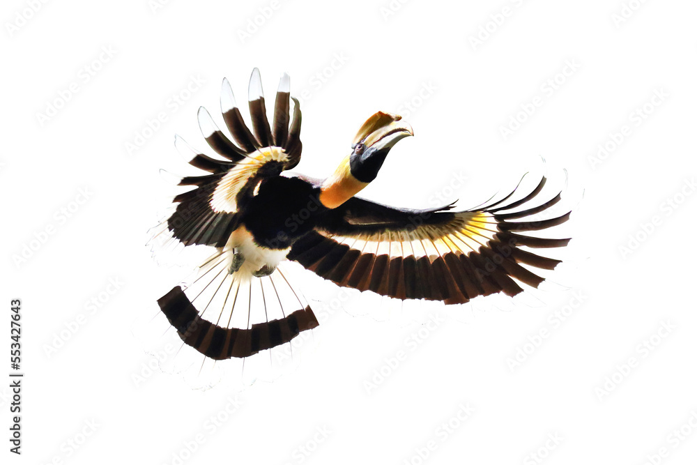 Naklejka premium Great hornbill flying isolated on transparent background.