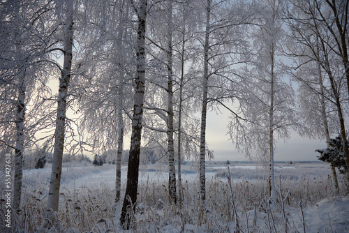 A winter view on trees in a forest completely white of froze and snow, selective focus