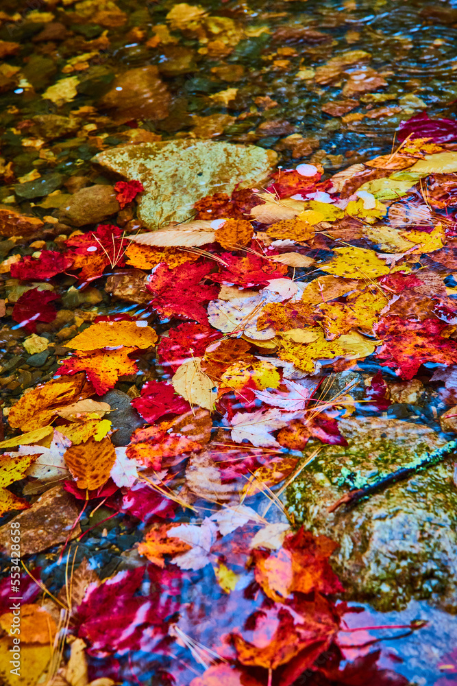 Colorful fall leaves collect on river surface in pile