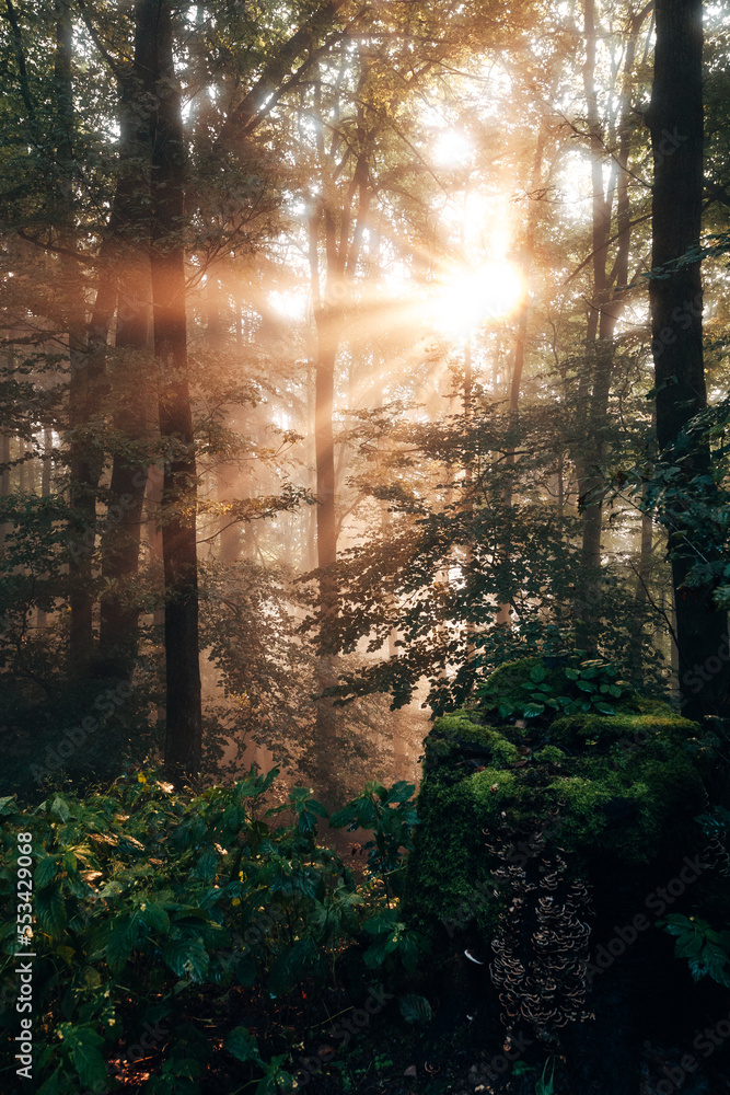 Fototapeta premium Sunbeams in the forest