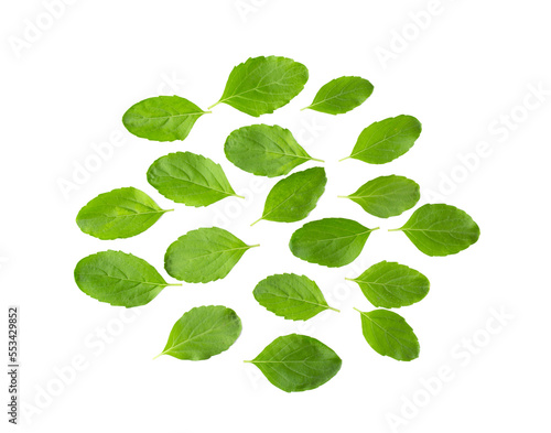 Holy Basil,Ocimum sanctum leaf isolated on transparent png
