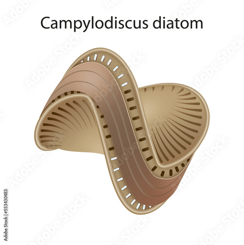 Illustration of the diatom Campylodiscus photo