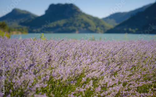 Fresh purple lavender flowers With mountains and lake in the background. Turkey trip