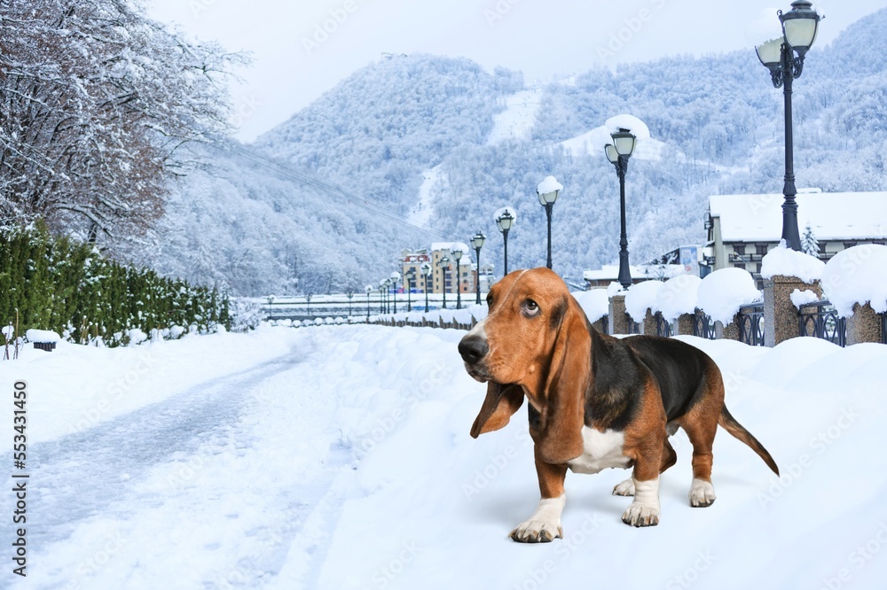 cute young smart dog pet posing in snow