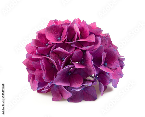 Cut flowers of hydrangea isolated on white background.