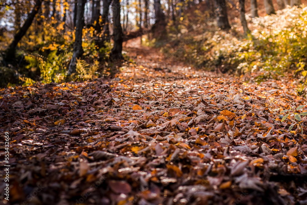 Mysterious forest in the Carpathians, view of the forest during autumn, beautiful beech trees and colorful leaves on the ground. Magical forest and autumn path in the mountains Mysterious forest in the Carpathians, view of the forest during autumn, beautiful beech trees and colorful leaves on the ground. Magical forest and autumn path in the mountains