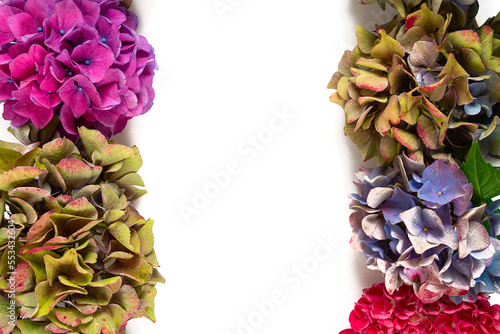 Cut flowers of hydrangea isolated on white background.