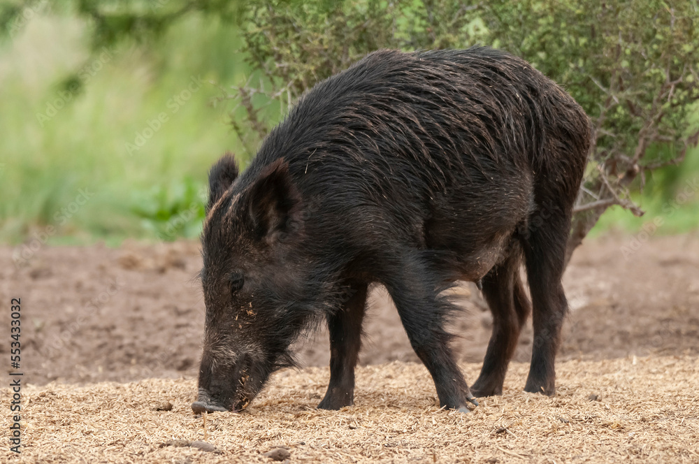 Wild boar mother and calf,  Highland grasslands in Pampa de Achala , Quebrada del Condorito  National Park,Cordoba province, Argentina