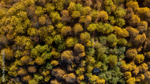 Fotografia vista del frondoso bosque del cobre en el valle del Genal, Andalucía
