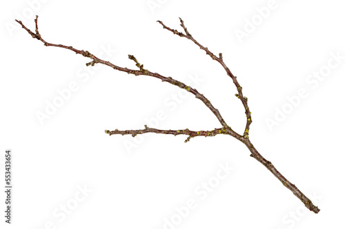 A tree branch on a white background.