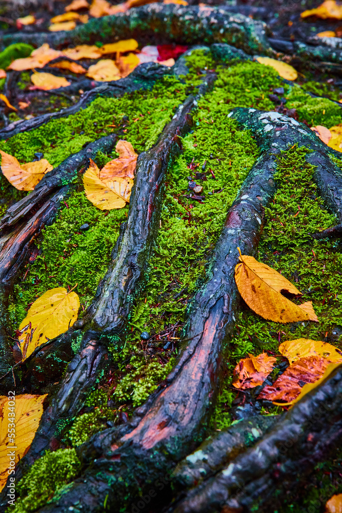 Detail of exposed tree roots surrounded by moss and yellow fall leaves Detail of exposed tree roots surrounded by moss and yellow fall leaves