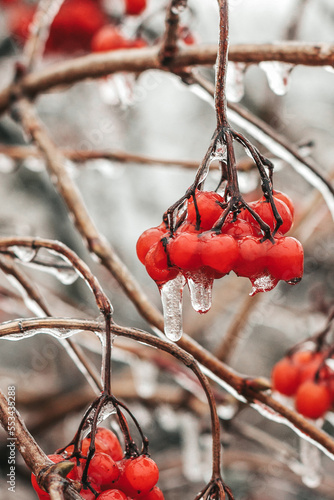 Viburnum in ice. Icing. Frozen berries. Nature. Red. Beautiful winter