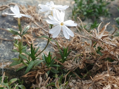 돌 사이에서 자라난 꽃 photo