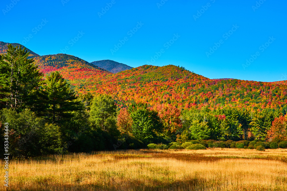 Golden fields and pines with huge peak fall mountains in background
