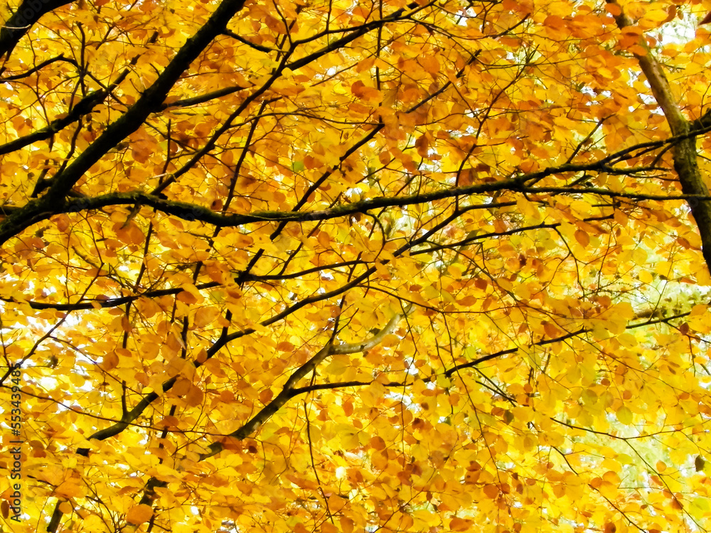 Branches of autumnal trees as nature background. Branches of autumnal trees as nature background.