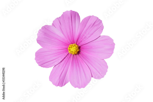 flower isolated transparency background.