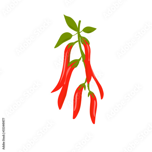 Red Chilli pepper illustration
