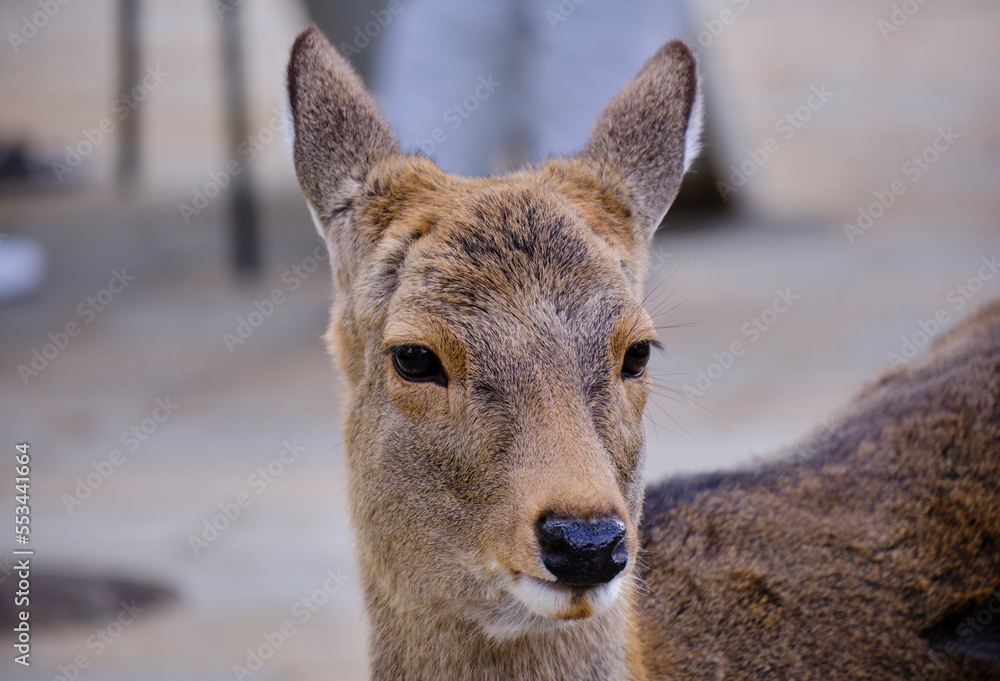 Fototapeta premium 風景素材 奈良公園の鹿のポートレート