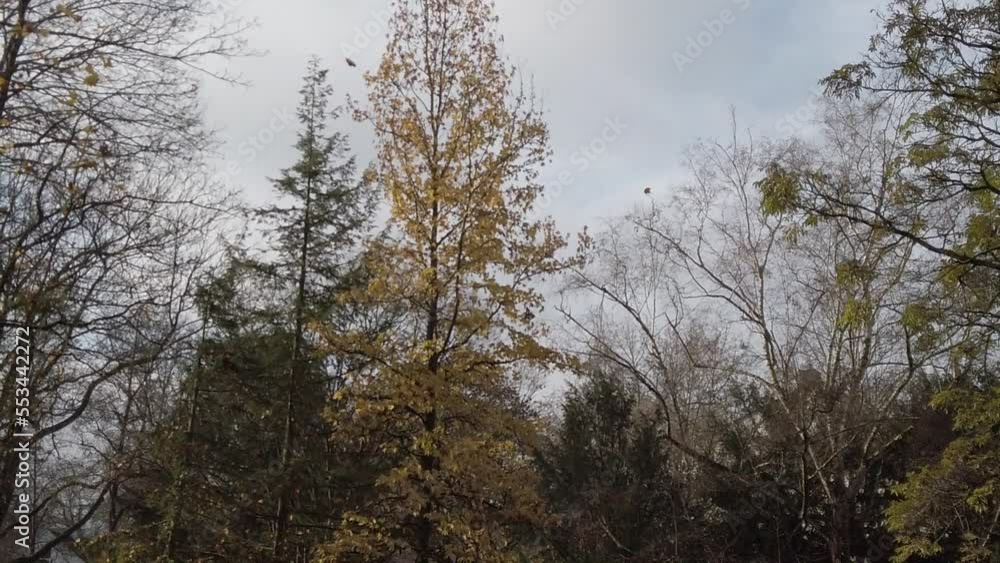 Regensburg, Germany: autumn leaves falling from the trees Regensburg, Germany: autumn leaves falling from the trees