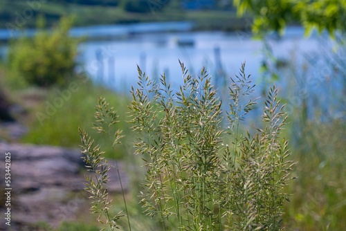common green grass bush, flower inflorescence bloom on long stems, granite stone cover river bank, deep blue water surface background, popular ecotourism hiking route path, peace leisure © Valeronio