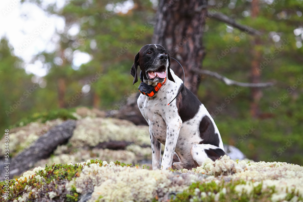 Dog english pointer