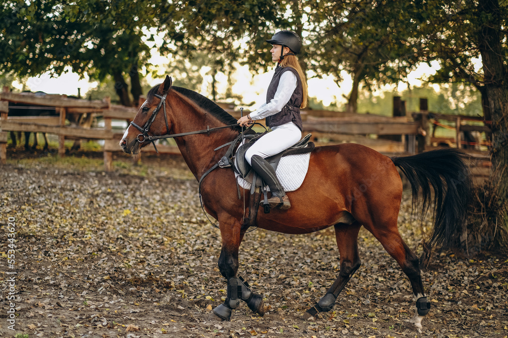 A young beautiful woman jockey is preparing for a show jumping competition. A woman rider rides a brown racehorse. A young beautiful woman jockey is preparing for a show jumping competition. A woman rider rides a brown racehorse.